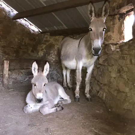 Tente Au Proche Des Anes *