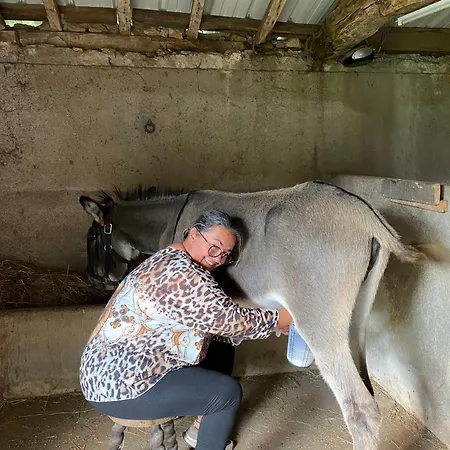 Tente Au Proche Des ânes * Bressuire