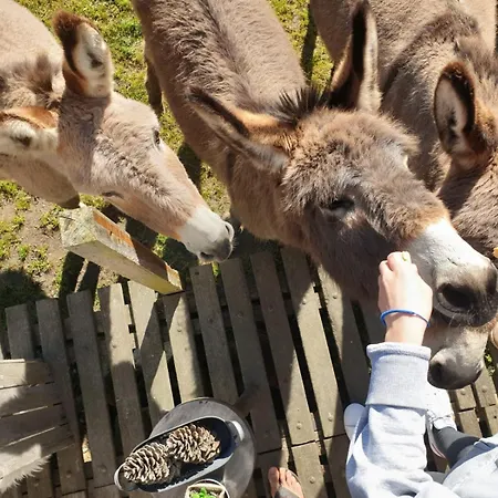 Tente Au Proche Des ânes Luxuszelt Bressuire
