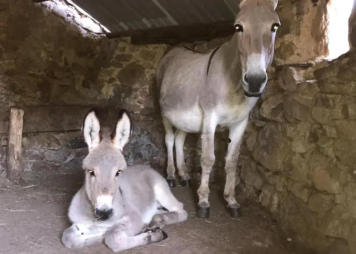 Tente Au Proche Des Anes *