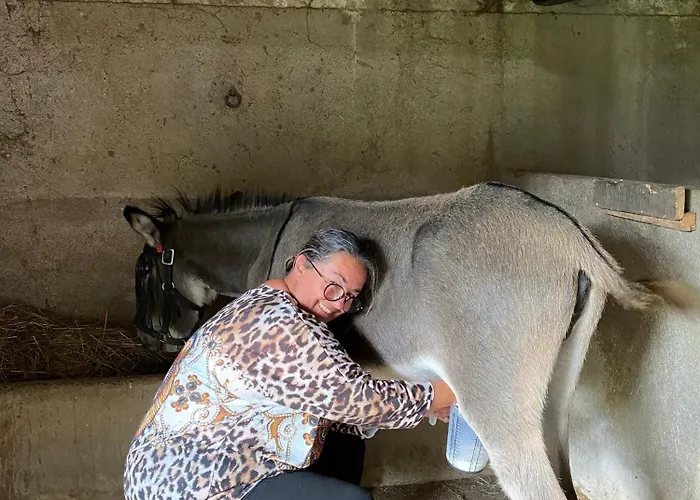 Tente Au Proche Des Anes * Bressuire