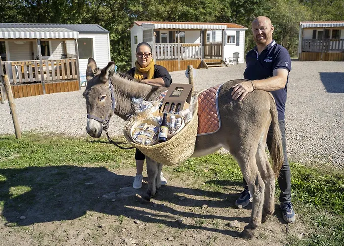 Tente Au Proche Des Anes