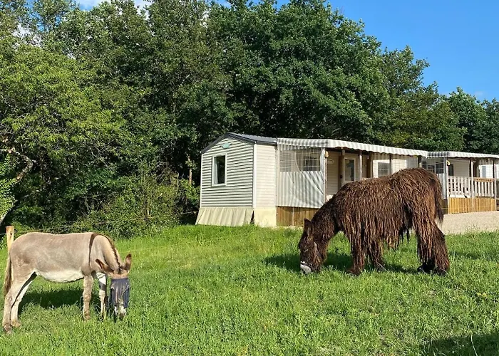 Tente Au Proche Des Anes * Bressuire