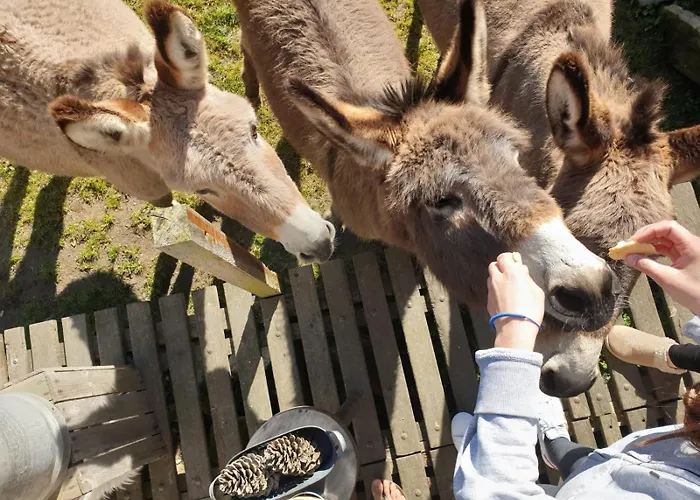 Tente Au Proche Des Anes Luxury tent Bressuire