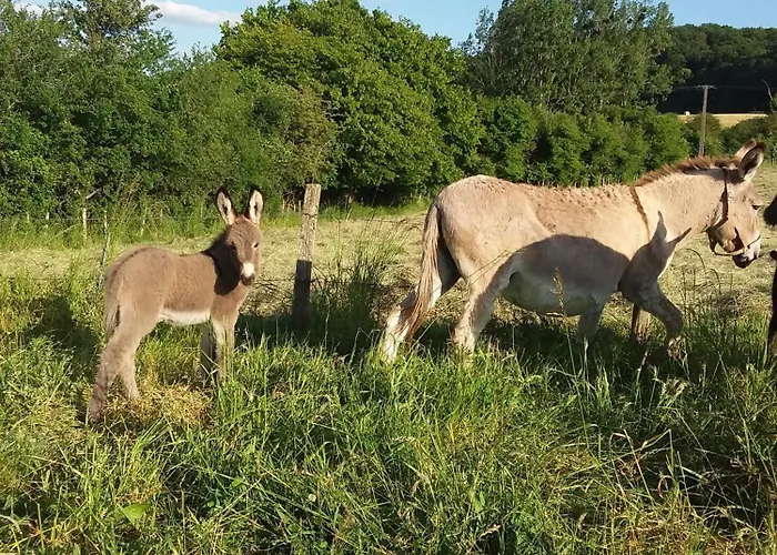 Luxury tent Tente Au Proche Des Anes *